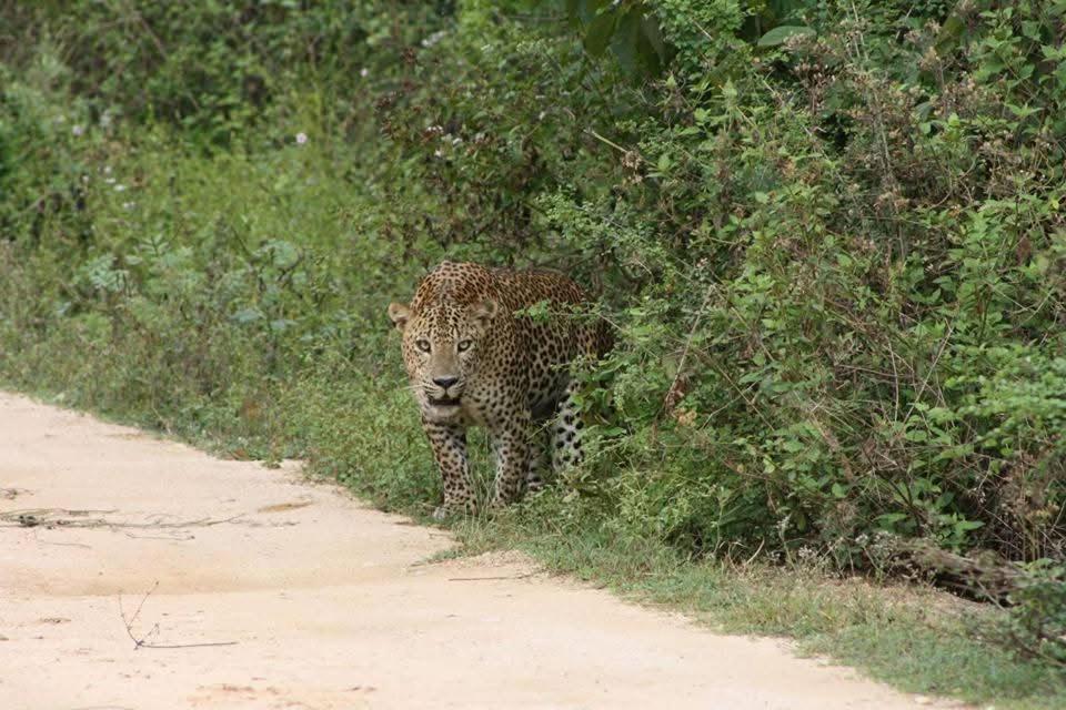 Nature Lovers Safari & Villa Udawalawe Eksteriør bilde
